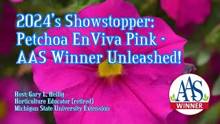 2024s Showstopper Petchoa EnViva Pink AAS Winner Unleashed [upl. by Kcirneh]