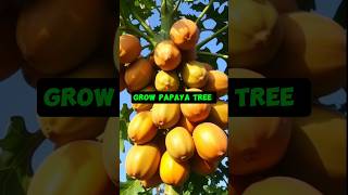 How To Propagate Papaya Tree From Papaya  Grow papaya tree  shorts [upl. by Dennis293]