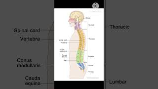 Vertebral column 🥰🤗😘📚 subscribe [upl. by Vasili459]