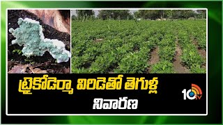 ట్రైకోడెర్మా విరిడెతో తెగుళ్ల నివారణ  Prevention of Pests With Trichoderma Viride  10TV News [upl. by Allisurd]