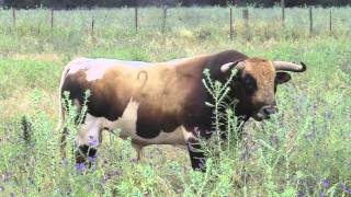 Toros de Prieto de la Cal pour Aire sur lAdour [upl. by Comptom]