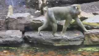 Mandrillen ZOO Antwerpen  Mandrills ZOO Antwerpen [upl. by Piefer24]