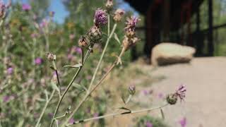 Noxious or Native Spotted knapweed Centaurea stoebe amp dotted blazing star Liatris punctata [upl. by Bowra]