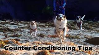 Dog Training Tip of the Day Counter Conditioning clicker dog training [upl. by Irma]