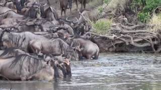 Wildebeest vs crocodile  Attack on the Grumeti River [upl. by Belldame185]