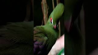 Turaco Bird 🐦 [upl. by Yclek]