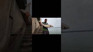 Knab Rock TOPE Shore caught shark seafishingvideos seafishinguk fishing viral seafishing [upl. by Nyraa527]