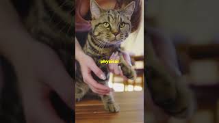 The Truth About Declawing Cats [upl. by Maloney27]