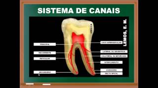 Endodontia introdução aos instrumentos e anatomia [upl. by Dougy267]