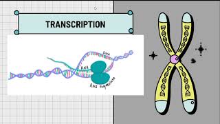 Transcription and translation شرح بالعربي 🧬 [upl. by Siuoleoj]