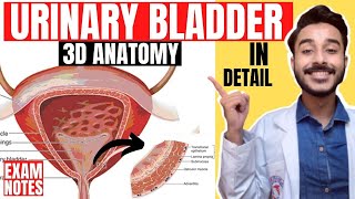 urinary bladder anatomy 3d  anatomy of urinary bladder relations  relations urinary bladder [upl. by Eerak]