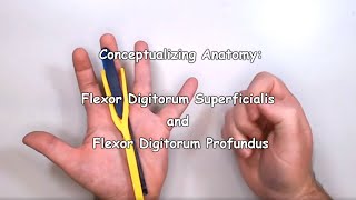 Conceptualizing Anatomy Flexor Digitorum Superficialis and Flexor Digitorum Profundus [upl. by Dennet]