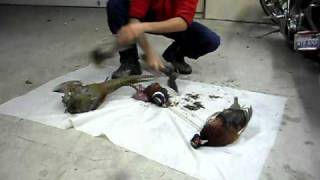 Skinning Pheasants in seconds bird cleaning [upl. by Lertram]