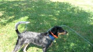 coonhound climbing tree [upl. by Ellemrac862]