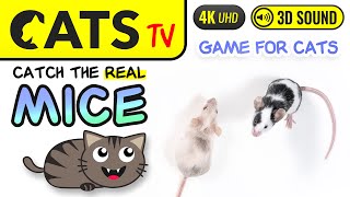 CATS TV  MICE for cats to watch 🐭😻 Squeak amp Birds sounds 🎶 4K Cat Games [upl. by Plate]