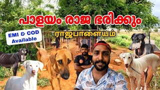 പാളയം രാജ ഭരിക്കും  Rajapalayam dog  dog kennel tamilnadu  kanni chippiparai dog  kombai dog [upl. by Nuavahs]