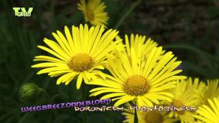 Doronicum plantagineum  Plantainleaved Leopards Bane  WeegbreeZonnebloem [upl. by Leahcimal]