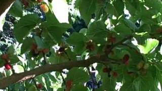 How to Harvest Ripe Mulberries out of a Mulberry Tree [upl. by Broderick]