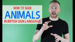 How to sign Animals in British Sign Language BSL [upl. by Opiuuk]