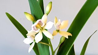 Encyclia radiata 小章鱼兰 [upl. by Ruthie]