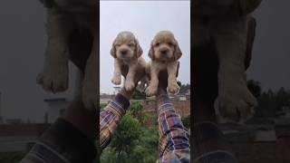 Cocker Spaniel Puppy Available [upl. by Vaas]