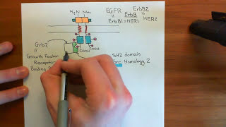 The RAS  RAF  MEK  ERK Pathway Part 2 [upl. by Ydnelg]