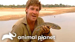 Steve Irwins Unbelievable Encounter with Nile Crocodiles  Crocodile Hunter  Animal Planet [upl. by Atika]