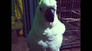 Kakatua Triton Galerita Cockatoo Indonesian parrot lovers jambul kuning talking funny bicara ngomong [upl. by Faxen]