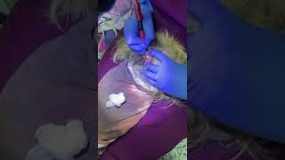 Nonanesthesia teeth cleaning for dogs [upl. by Ahtilat]