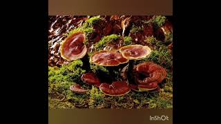 EFFECT OF GANODERMA LUCIDUM TINCTURE AGAINST ALZHEIMERs NEURO DEGENERATIVE DISEASE INDUCED IN RATS [upl. by Bannasch]