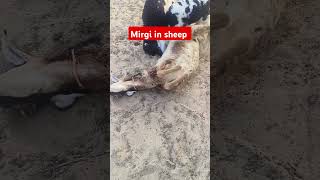 Mirgi in sheep sheep sheepgoatfarming sheepandgoats mirgi treatment doctor animals pain [upl. by Eitsirhc]