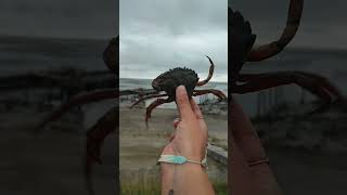 CRAB FIGHTING👀🥊Carcinus Maenas crabfightingbeachnaturecloseupviralvideoshortssubscribelike [upl. by Anual384]