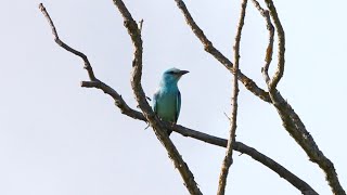 Spring Birding in the Białowieża Forest and Biebrza Marshes Poland [upl. by Brest]