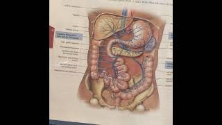 Veins of Abdominopelvic Cavity [upl. by Matthew990]