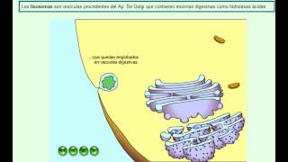 lisosomas animación corta [upl. by Trant]