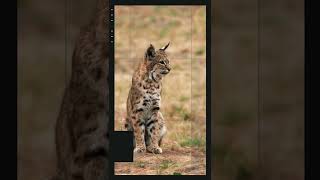 5 Fun facts about Bobcats for kids [upl. by Cornall635]