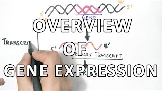 Overview of Gene Expression  Oculocutaneous Albinism Type 2 [upl. by Geffner540]