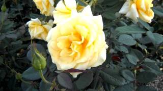 Welcome Home Hybrid Tea Rose [upl. by Gianni]