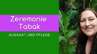 Zeremonie Tabak  AUSSAAT UND PFLEGE [upl. by Ahrat]