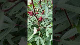 Roselle Plant plants shorts trending deepakmagar [upl. by Olvan495]