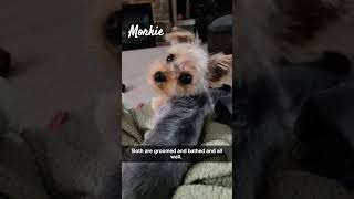 morkies cuteness [upl. by Sioled]