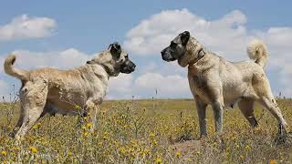 The Anatolian Shepherd or Kangal giant dog [upl. by Dlorad]