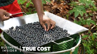 Why People Risk Their Lives To Harvest Açaí  True Cost  Business Insider [upl. by Ttelrats]