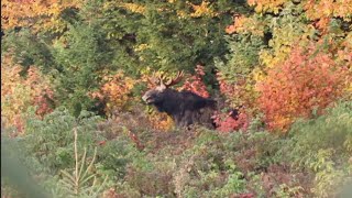 Archery Moose Hunt 2022  Maine Moose Hunting  Race Against the Clock [upl. by Iives]