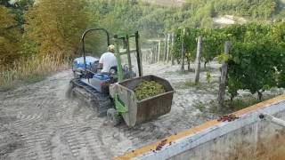 Vendemmia Visconti Diego Bubbio AT Moscato d Asti 2016 [upl. by Lim84]