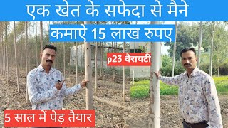 Safeda की खेती कैसे करें और क्या वैरायटी लगाऐ  P23 Safeda ki kheti  P288 Safeda ki kheti [upl. by Herod]