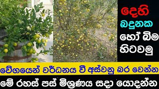 how we can grow a lime or lemon plant to take a big harvest soon [upl. by Aivonas]