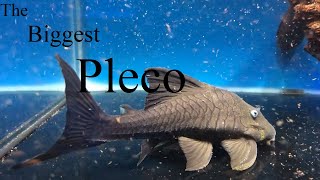 7 Largest Plecos Hypostominae How big will my pleco grow [upl. by Aniaz206]