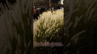 Pennisetum setaceumfountain grassshortvideo [upl. by Ybot]