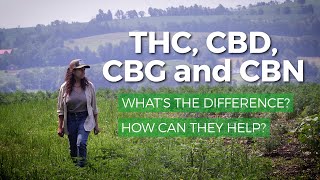 Marijuana THC vs CBD CBG CBN What’s the difference What are health benefits of each [upl. by Odel707]